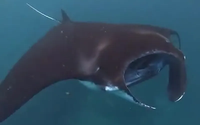 Snorkeling with wild Giant Manta Rays in Manta Bay